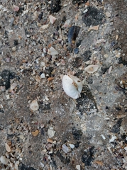 Cerastoderma glaucum