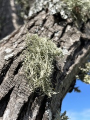 Usnea hirta