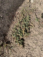 Amaranthus deflexus