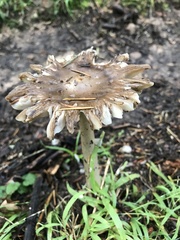 Amanita pachycolea