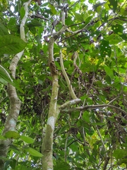 Aparisthmium cordatum