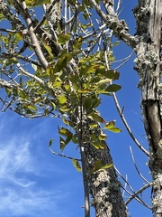 Fraxinus caroliniana