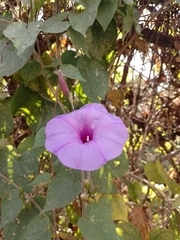 Ipomoea pedicellaris