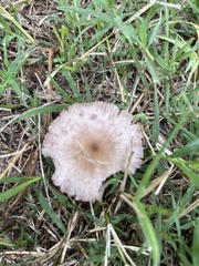 Candolleomyces candolleanus