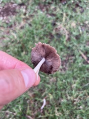 Candolleomyces candolleanus