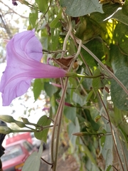 Ipomoea pedicellaris