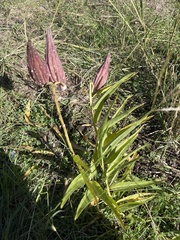 Asclepias asperula