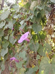 Ipomoea pedicellaris