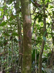 Aparisthmium cordatum