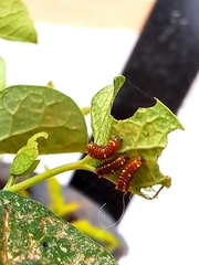 Battus polydamas