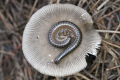 Parajulidae