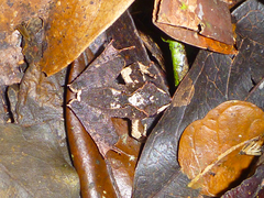 Gephyromantis luteus