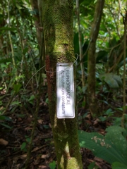 Aparisthmium cordatum