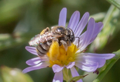 Anthophorula