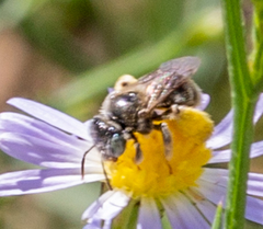 Anthophorula