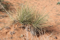 Yucca angustissima