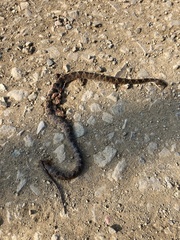 Leptodeira rhombifera