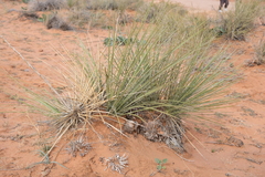 Yucca angustissima