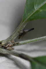 Aconophora compressa