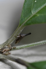 Aconophora compressa