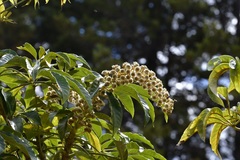 Oreopanax langlassei