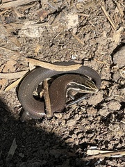 Plestiodon tetragrammus
