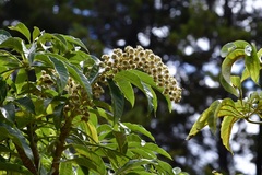 Oreopanax langlassei