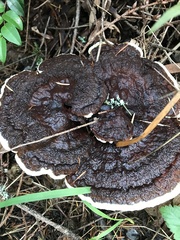 Phaeolus schweinitzii