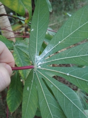 Phenacoccus manihoti