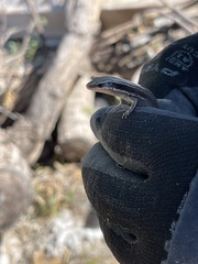 Plestiodon tetragrammus