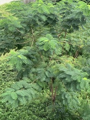 Delonix regia