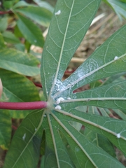 Phenacoccus manihoti