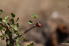 Bursera