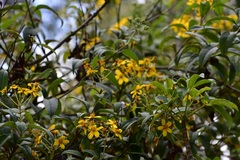 Electranthera mutica