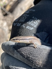 Plestiodon tetragrammus