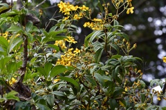 Electranthera mutica