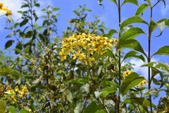 Electranthera mutica