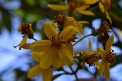 Electranthera mutica