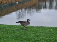 Anser anser × Branta canadensis