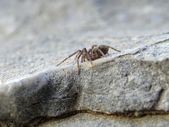 Filistata insidiatrix