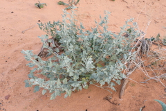Sphaeralcea parvifolia