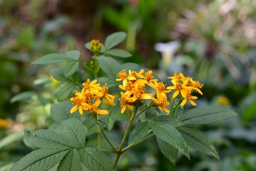 Tagetes nelsonii, photograph 5