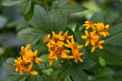 Tagetes nelsonii