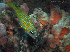 Haemulon flavolineatum