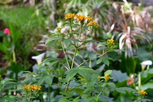 Tagetes nelsonii, photograph 6