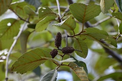Alnus acuminata arguta