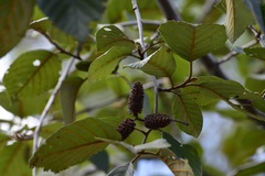 Alnus acuminata arguta
