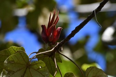 Chiranthodendron pentadactylon