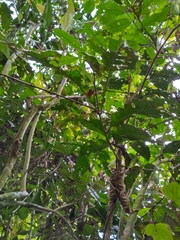 Guarea macrophylla