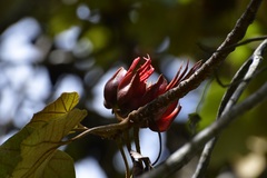 Chiranthodendron pentadactylon